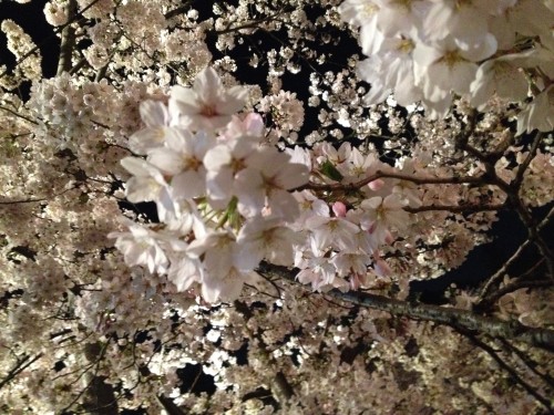 写真　桜の花